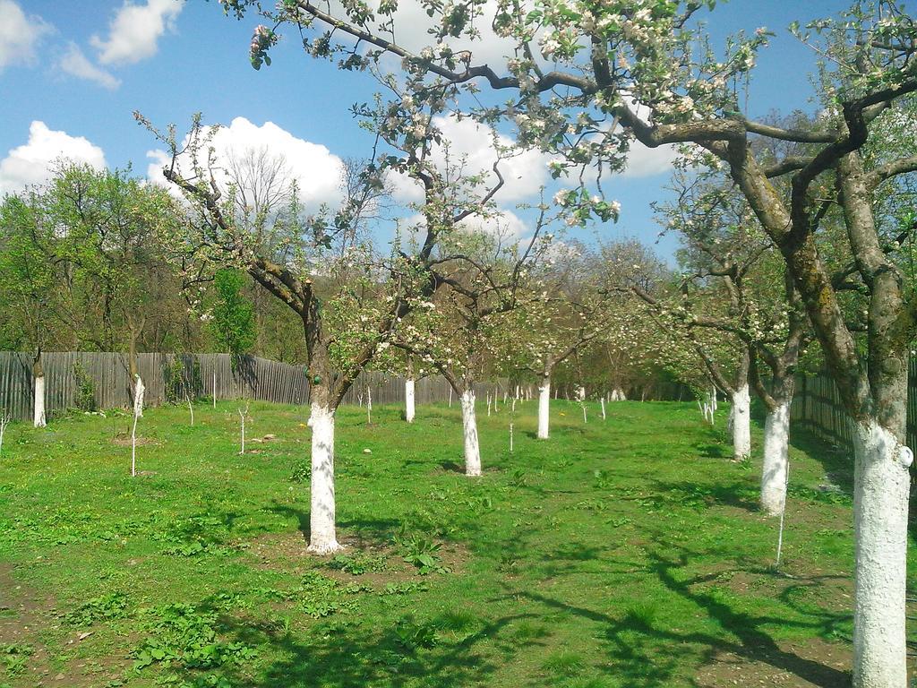 Pensiunea Casa Filoxenia Horezu Exteriér fotografie